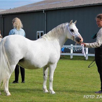 Corona – Et aktuelt navn på alles læber, men også en 8-årig Welsh Mountain Pony